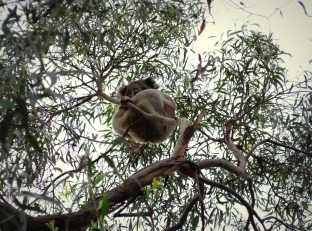 Koalas en Raymond Island